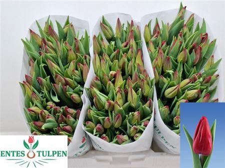 <h4>Tu En Strong Love</h4>