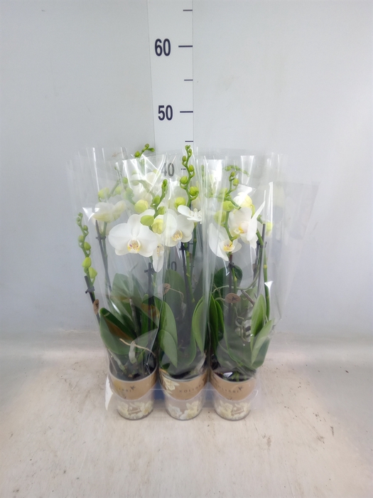 <h4>Phalaenopsis multi.   ...white</h4>