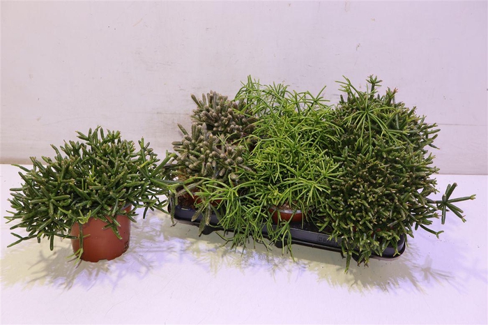 <h4>Rhipsalis Gem</h4>