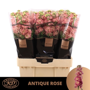 MATTH STOX ANTIQ ROS
