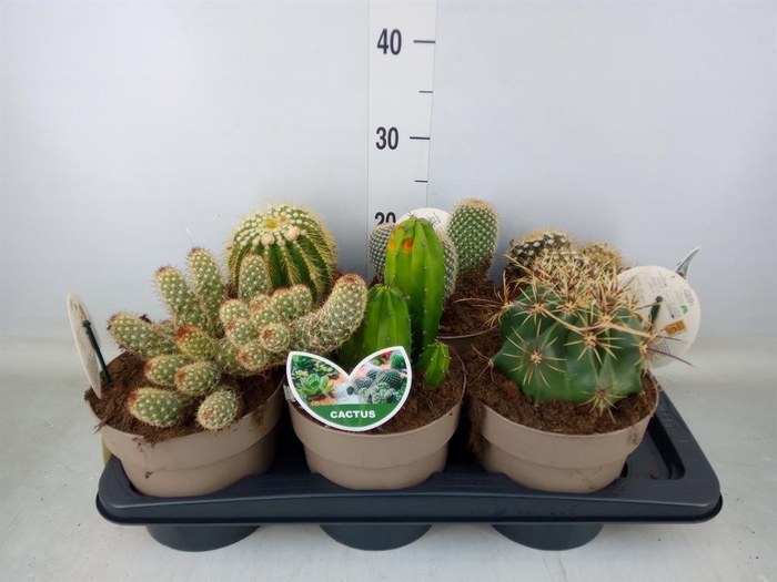 <h4>Cactus   ...mix</h4>