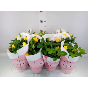 Rosa  'Love Forever Yellow'