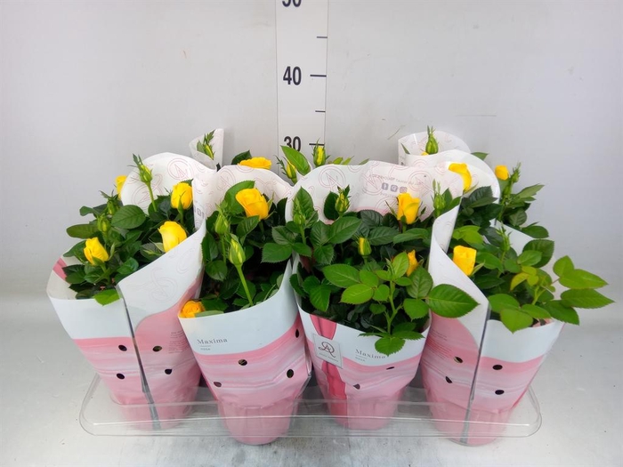 <h4>Rosa  'Love Forever Yellow'</h4>