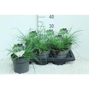 Pennisetum alopec. 'Hameln'