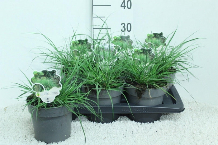 <h4>Pennisetum alopec. 'Hameln'</h4>