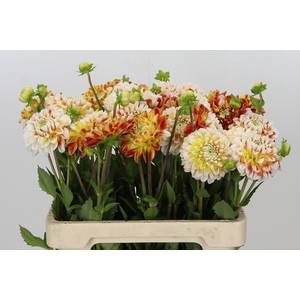 Dahlia Jowey Fantasy