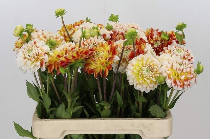 <h4>Dahlia Jowey Fantasy</h4>