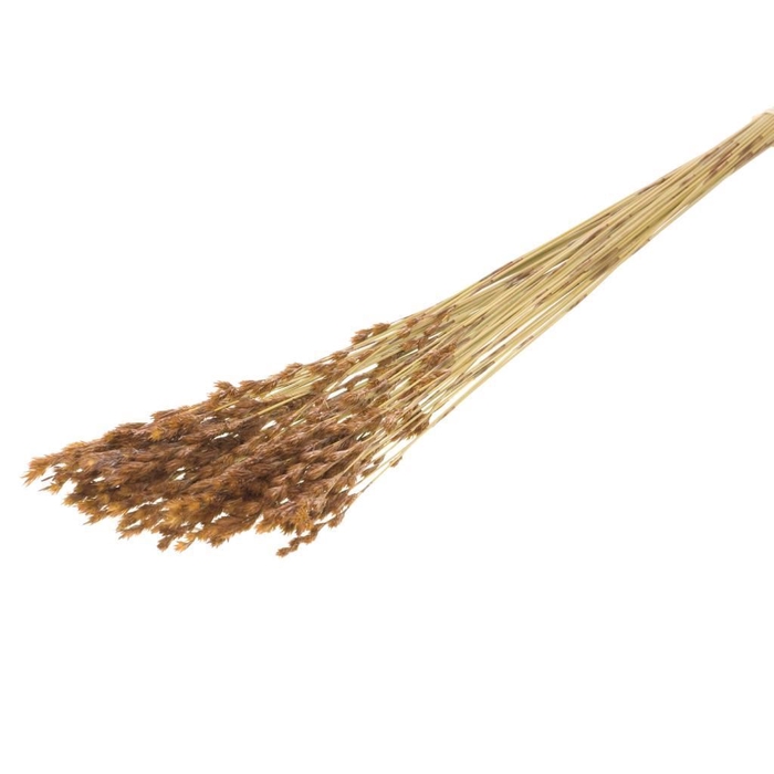 <h4>Thatch reed SB natural</h4>