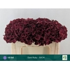 Hydrangea mag dark ruby