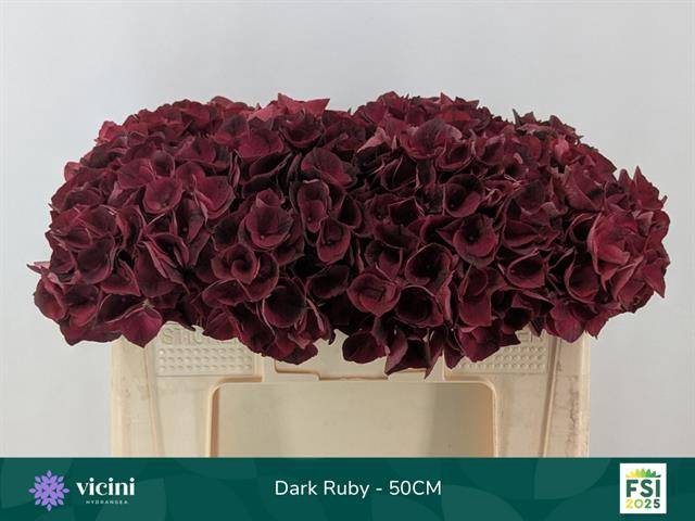 Hydrangea mag dark ruby