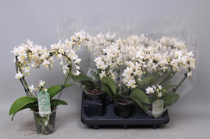 <h4>PHAL MF OV WIT</h4>