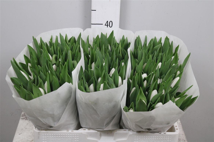 <h4>Tu En Royal Virgin</h4>