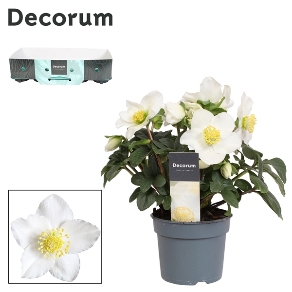 <h4>Helleborus n. Christmas Carol 9cm (XL)met kraag Decorum</h4>