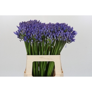 Agapanthus EYFORI Blue