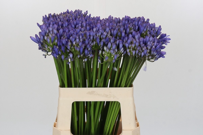 <h4>Agapanthus EYFORI Blue</h4>