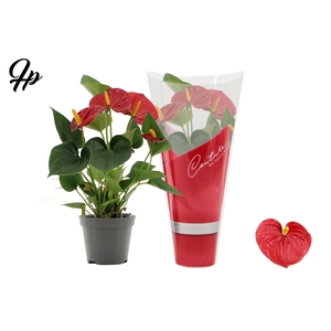 Anthurium 9 cm Success Red in Couture sleeve