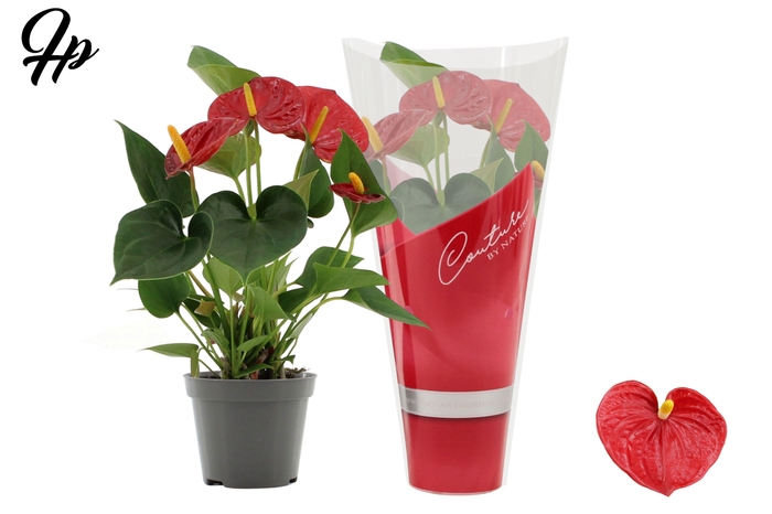<h4>Anthurium 9 cm Success Red in Couture sleeve</h4>