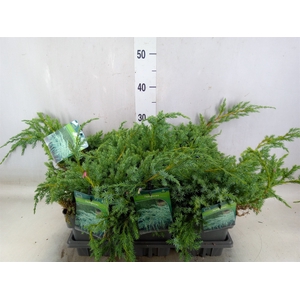 Juniperus squamata 'Blue Carpet'