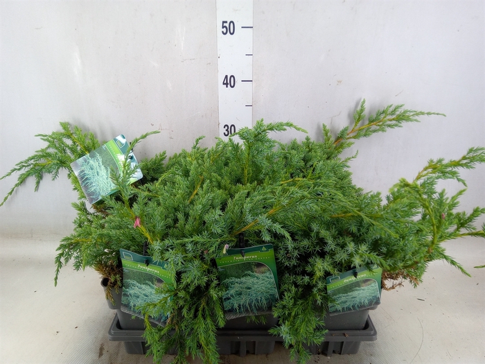 <h4>Juniperus squamata 'Blue Carpet'</h4>