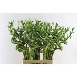 Drac S Lucky Bamboo