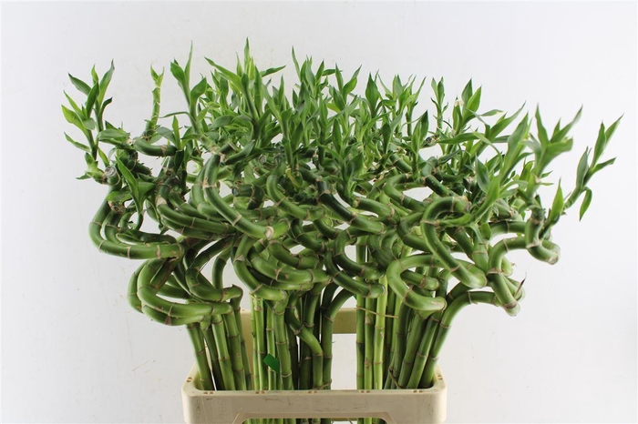<h4>Drac S Lucky Bamboo</h4>