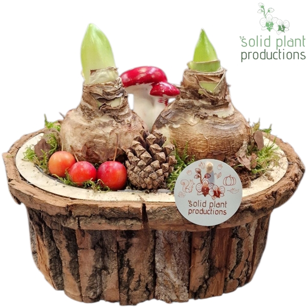<h4>BOLA002 Amaryllis Bark O Large Brown</h4>