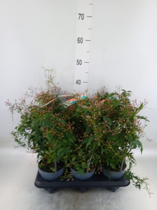 <h4>Jasminum polyanthum</h4>