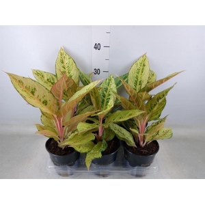 Aglaonema   ...