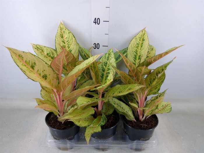 <h4>Aglaonema   ...</h4>