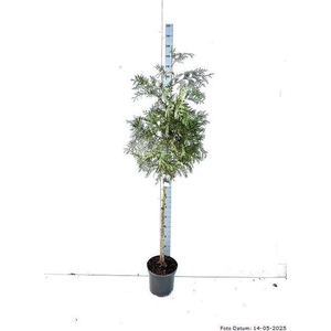 THUJA P AUREA