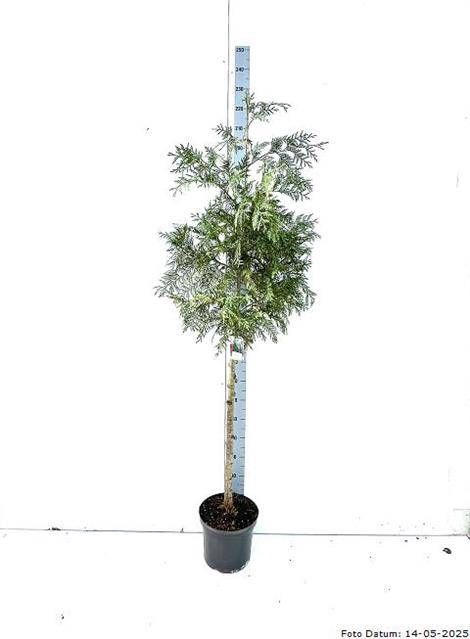 <h4>THUJA P AUREA</h4>
