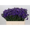 Limonium Navy Sun Birds