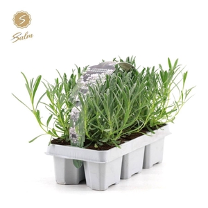 Lavandula 'White' 6-Pack