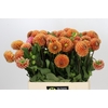 Dahlia Cornel Bronze