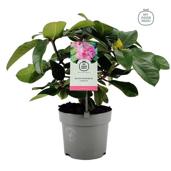 <h4>Rhododendron 15-20 /1.5 liter Pink</h4>