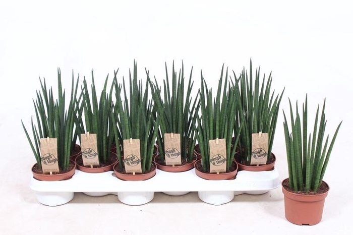 <h4>Sansevieria bacularis</h4>