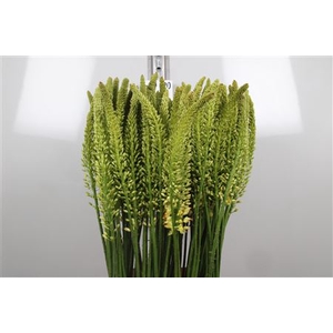 Eremurus Moneymaker