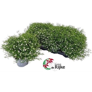 GYPS M FLEUR WHITE