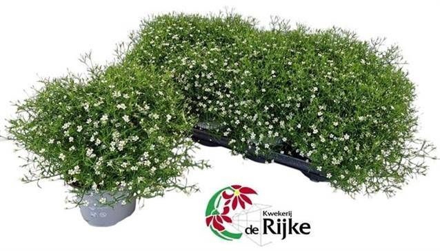 <h4>GYPS M FLEUR WHITE</h4>