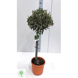 OLEA EUROPAEA