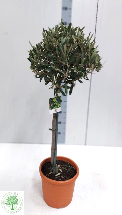 <h4>OLEA EUROPAEA</h4>