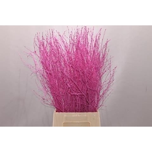 Betula paint pink