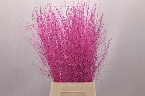 <h4>Betula paint pink</h4>