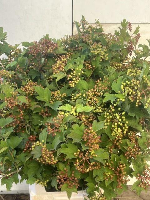 <h4>VIBURNUM OPULUS</h4>
