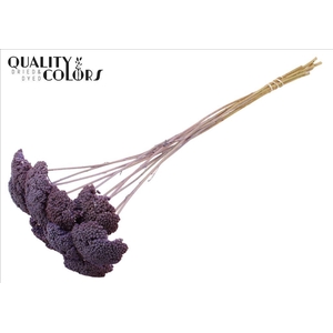 Dried achillea paint milka