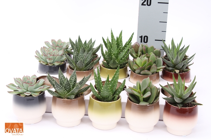 <h4>SUCC GEM 5 SRT</h4>