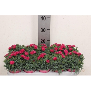 Dianthus caryophyllus 'Peman Fancy Cerise'