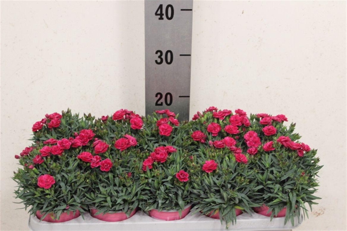 <h4>Dianthus caryophyllus 'Peman Fancy Cerise'</h4>