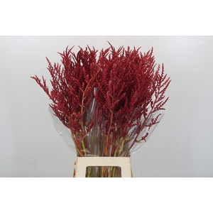 Bromelia Red Paloma