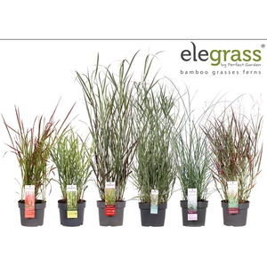 Grassen mix laag los P19 - Elegrass Hardy Ornamentals